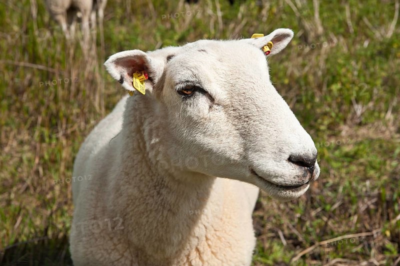 Domestic sheep in the salt marsh nature reserve