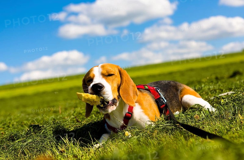 Tricolour Beagle