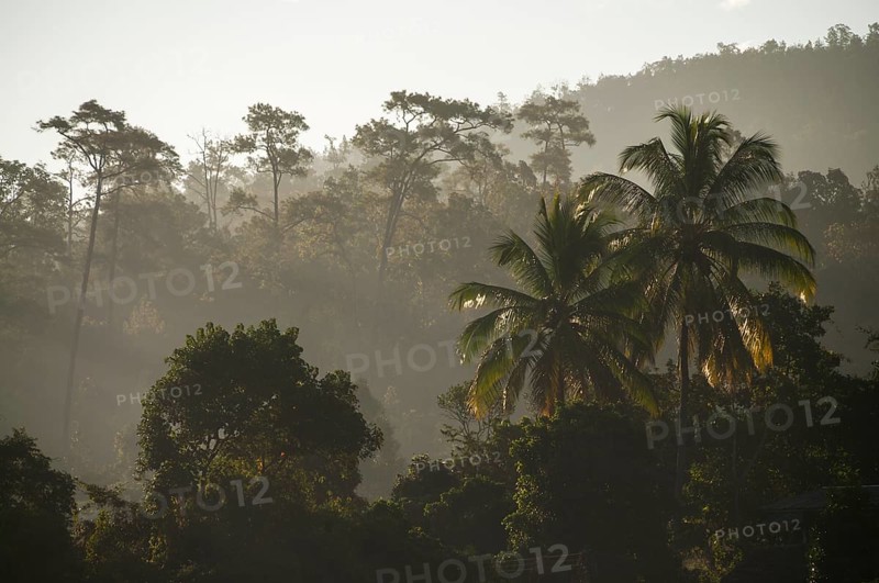 Backlit jungle at sunrise