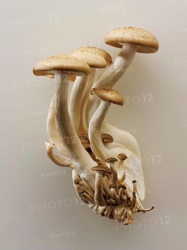 Organic Hon-Shimeji mushrooms