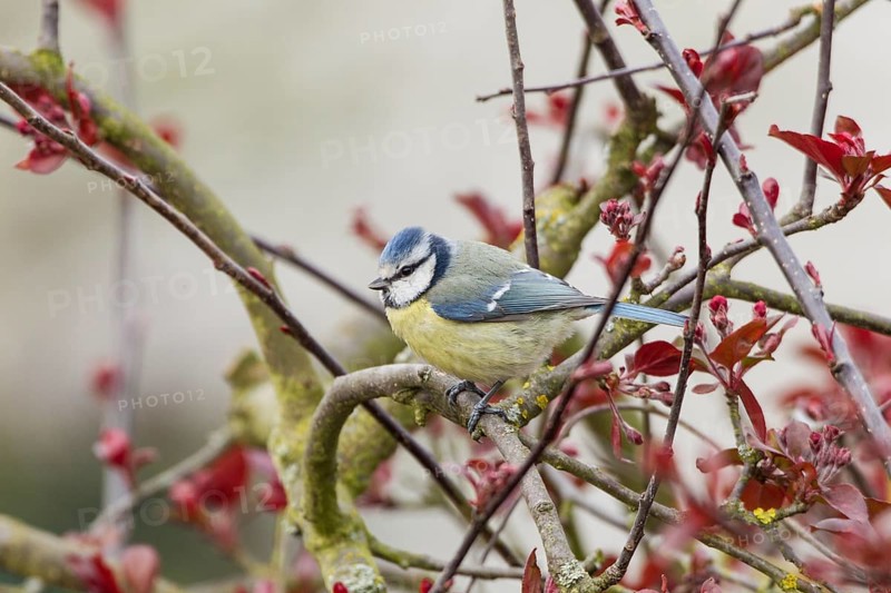 Blue Tit (Cyanistes caeruleus syn Parus caeruleus)