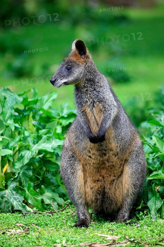 Swamp wallaby (Wallabia bicolor)