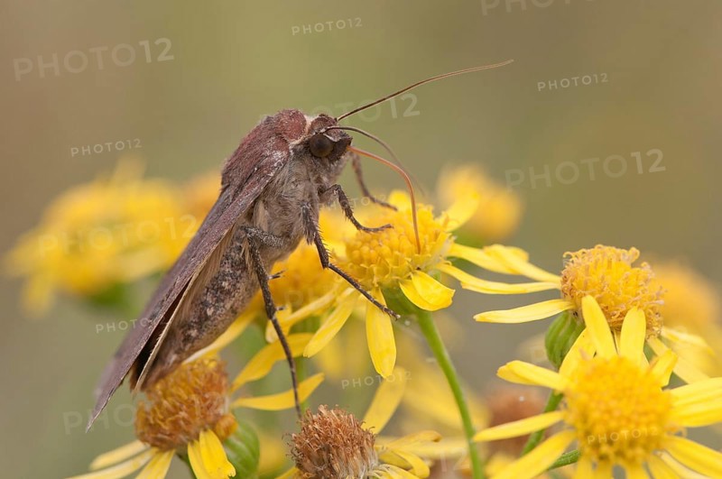Lesser Broad-bordered Yellow Underwing (Noctua janthina)