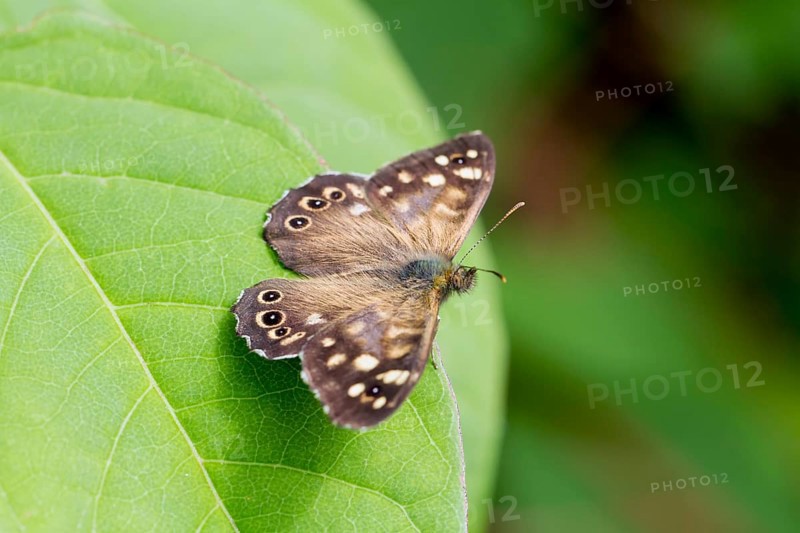 Speckled Wood butterfly (Pararge aegeria)