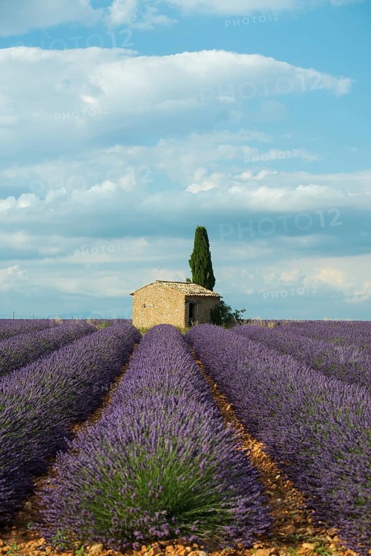 Small house with cypress in a lavender field