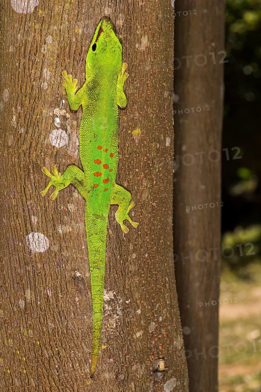 Madagascar Giant Day Gecko (Phelsuma madagascariensis grandis)