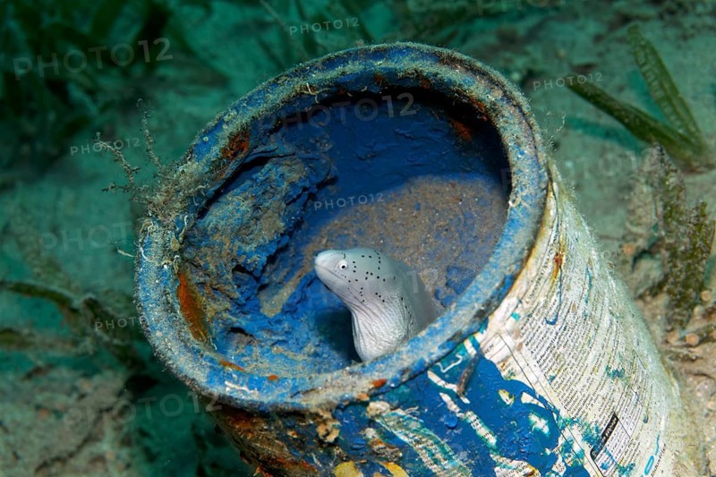 Geometric moray (Gymnothorax griseus) in paint pot
