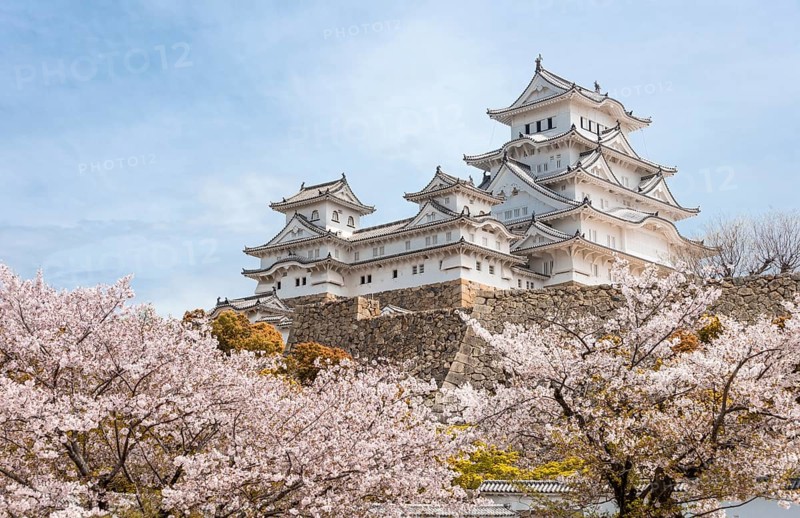 Blossoming cherry trees