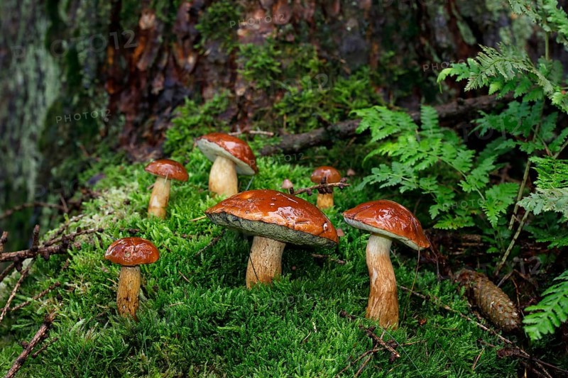 Bay boletes (Boletus badius)