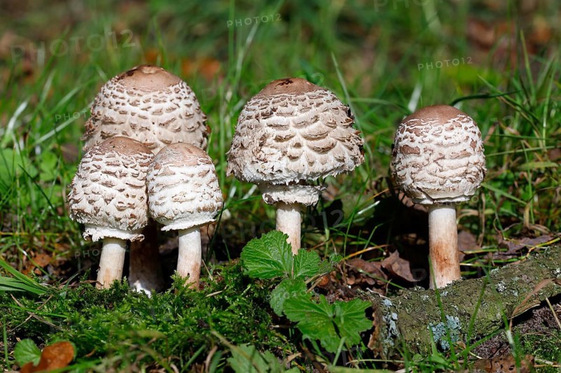 Shaggy parasol (Chlorophyllum rachodes)
