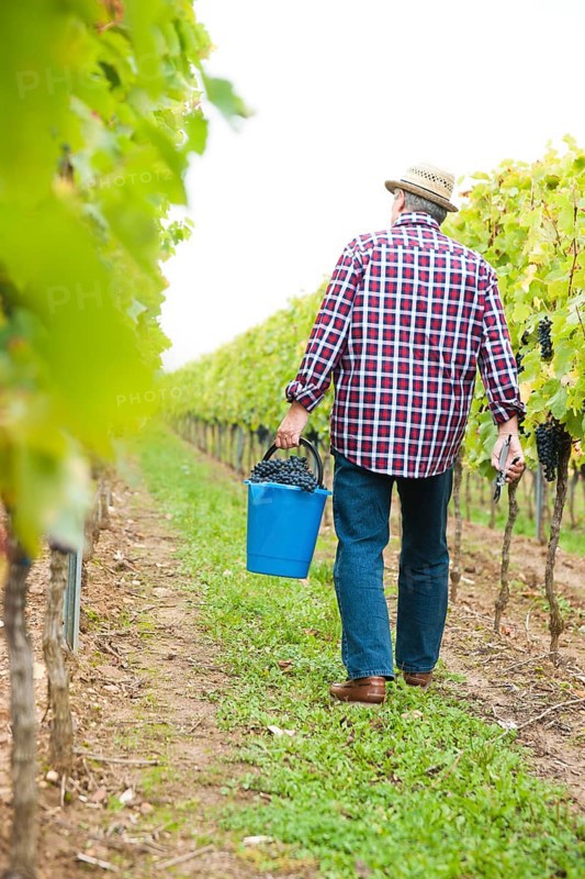 Winemaker or vintner harvesting grapes in his vineyard