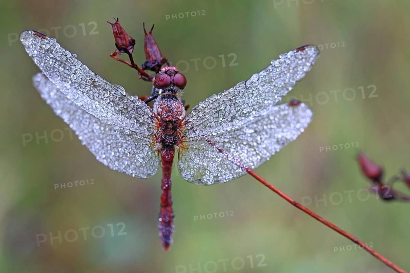 Meadowhawk dragonfly (Sympetrum sp.) covered with dew drops