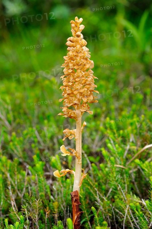 Bird's-nest Orchid (Neottia nidus-avis)