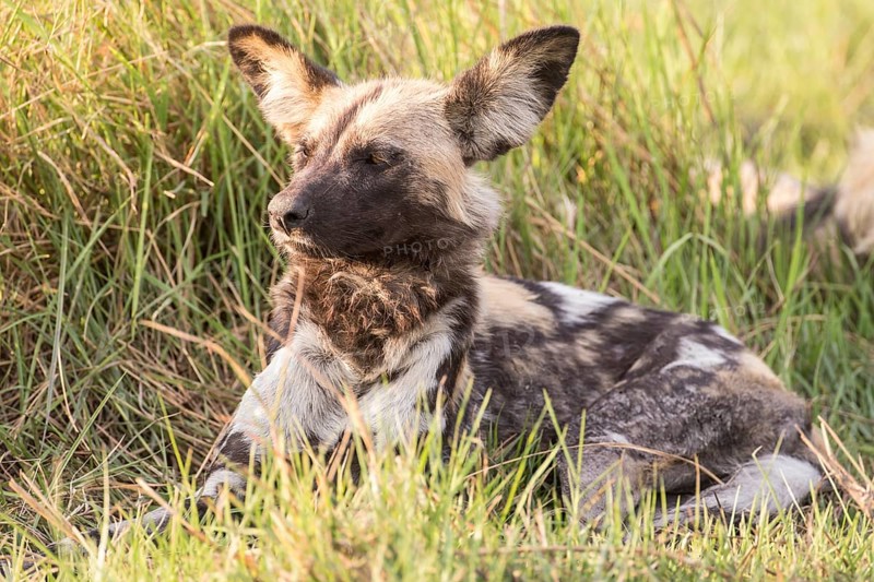 African Wild Dog (Lyacon pictus)