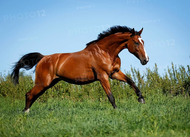 Brown mare
