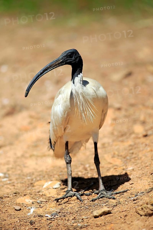 Australian White Ibis (Threskiornis molucca)