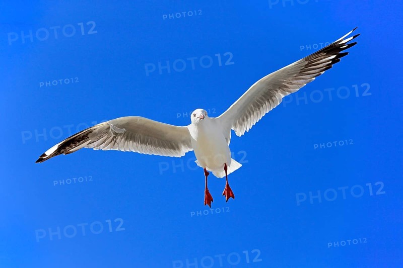 Silver Gull (Larus novaehollandiae)