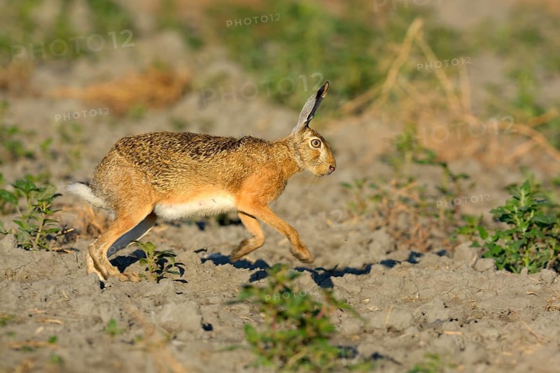 European Hare (Lepus europaeus) scampering on a harvested sunflower field