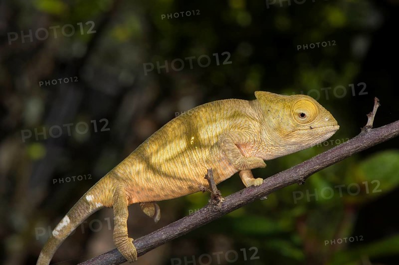 Parson's Chameleon (Calumma parsonii)