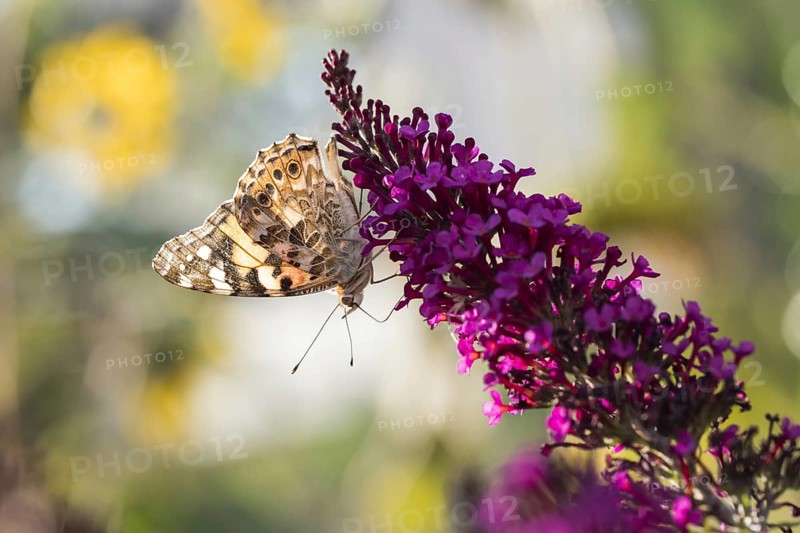 Painted lady (Vanessa cardui) on butterfly-bush (Buddleja davidii)