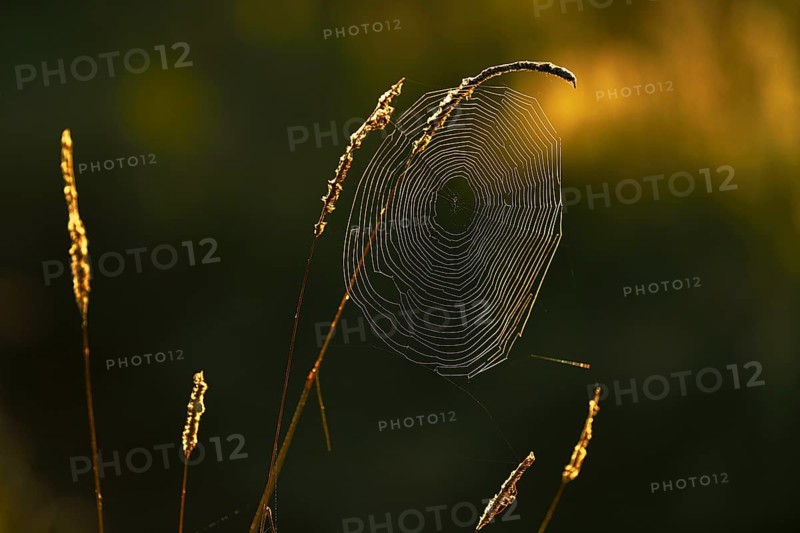 Cycle net of a spider on blades of grass