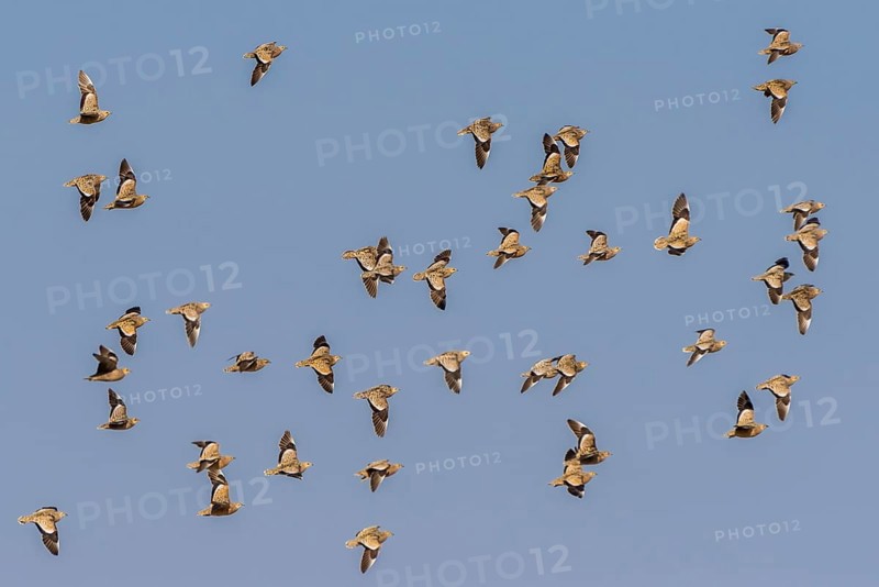 Burchell's sandgrouses (Pterocles burchelli)