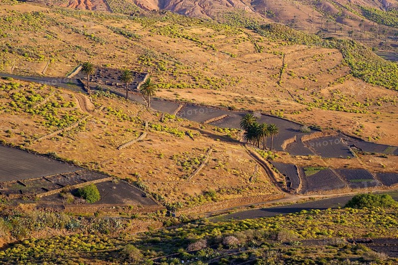 Black fields with lava gravel and palm trees in the morning light