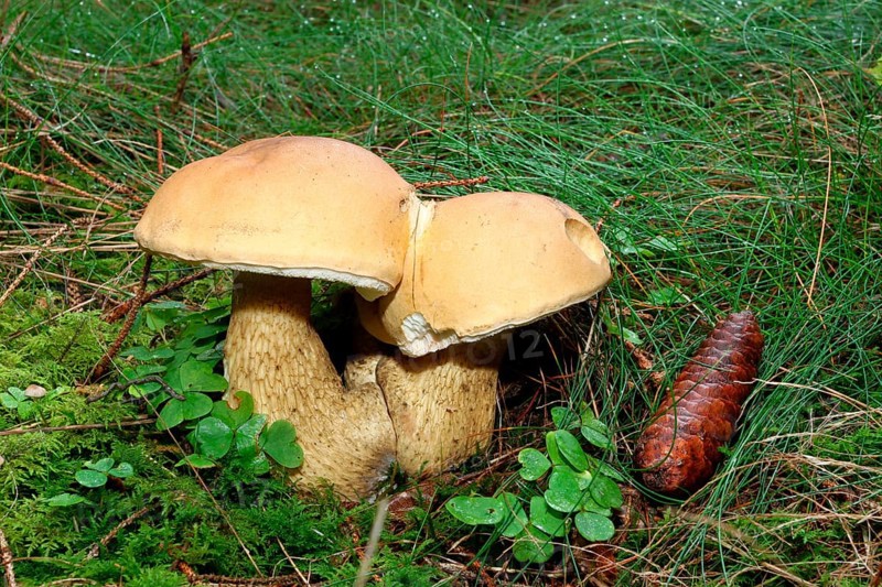 Non-edible False Bolete Mushroom (Tylopilus felleus)