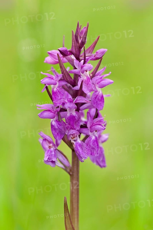 Hybrid Orchid (Dactylorhiza hybrids)