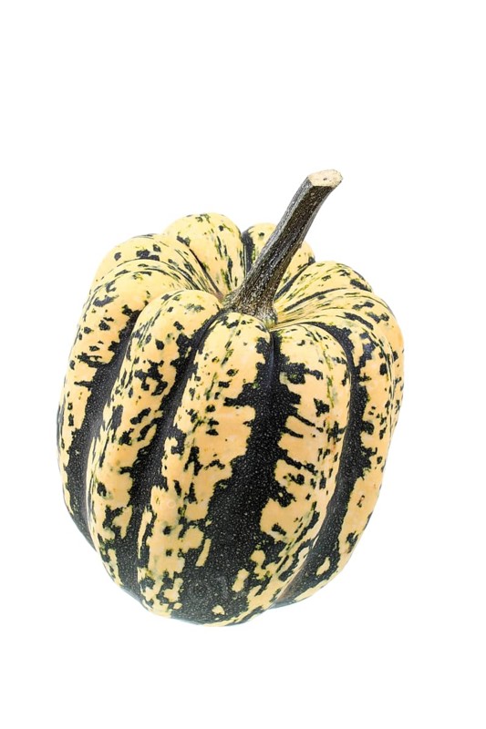 Squash variety