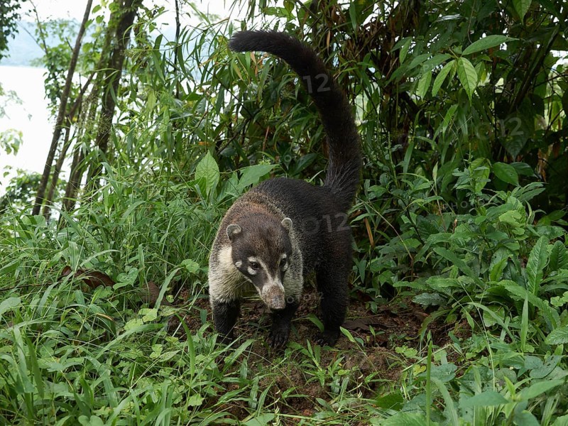 White-nosed coati (Nasua narica) (Nasua narica)