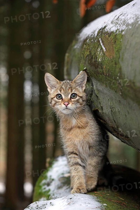 Wildcat (Felis silvestris)