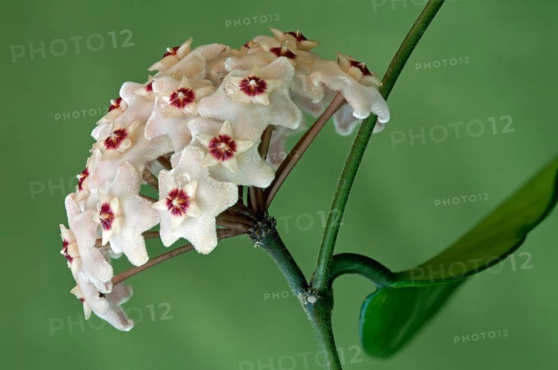 Flower umbel of a Wax Plant (Hoya carnosa)