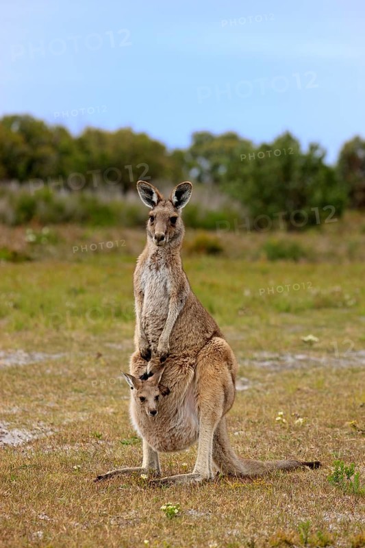 Eastern Grey Kangaroo (Macropus giganteus) female with joey looking out of pouch
