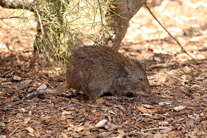 Long-nosed potoroo (Potorous tridactylus) adult