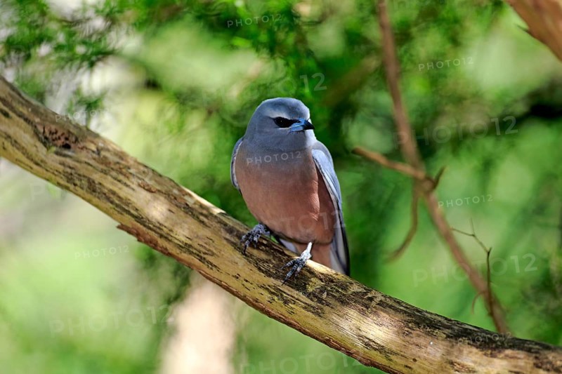 White-browed woodswallow (Artamus superciliosus)