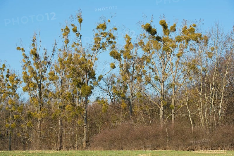 Mistletoe (Viscum album) on Poplar trees (Populus spec.)