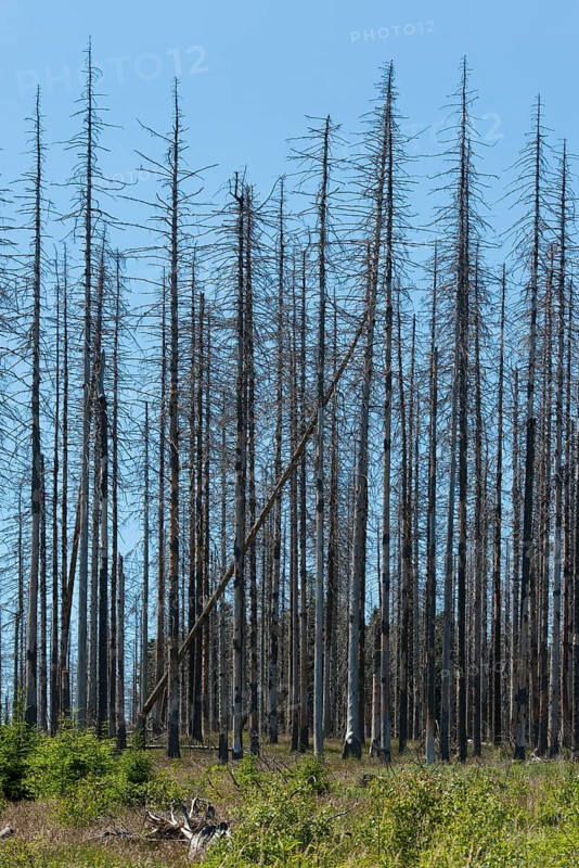 Dead spruce (Picea abies) infected and damaged by the European spruce bark beetle (Ips typographus)
