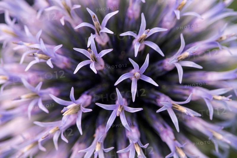Globe thistle (Echinops)