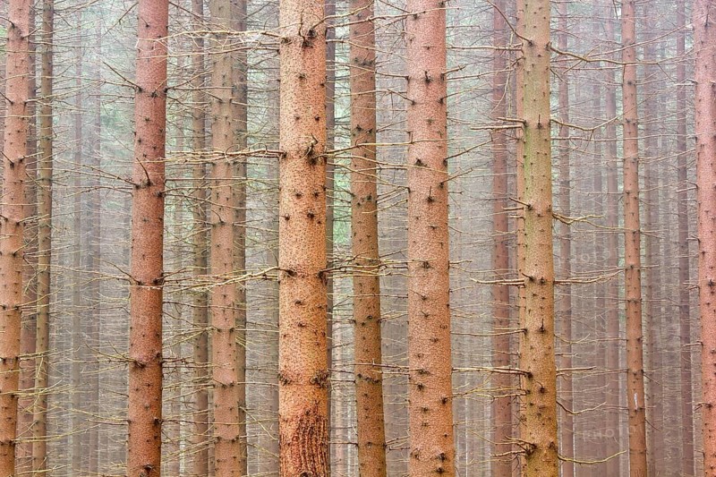 Spruce forest