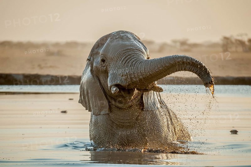 African elephant (Loxodonta africana) bathing in a waterhole