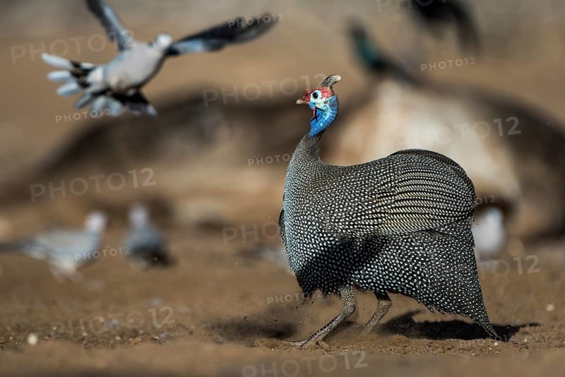 Helmeted guineafowl (Numida meleagris) and flying Ring-necked Doves (Streptopelia capicola)