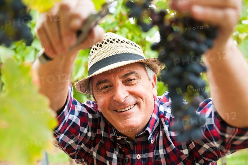 Winemaker or vintner cutting grapes in his vineyard