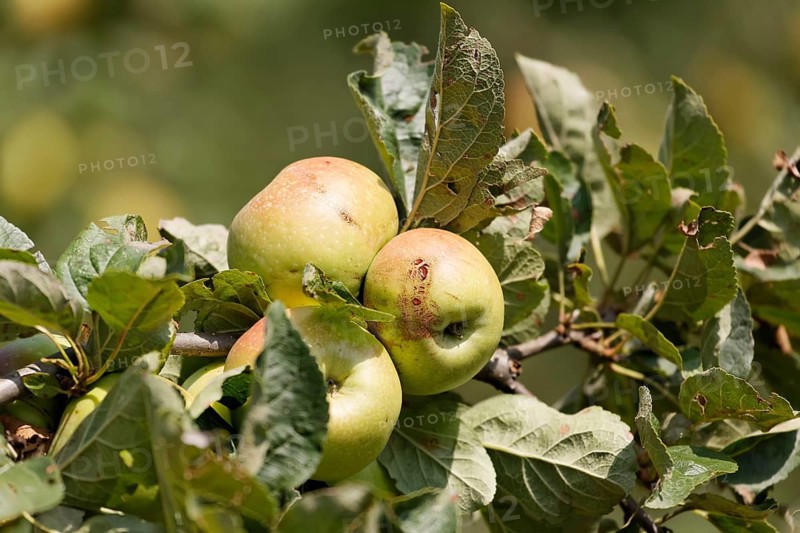 Styrian apples