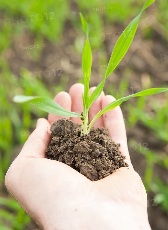 Hand holding a corn seedling