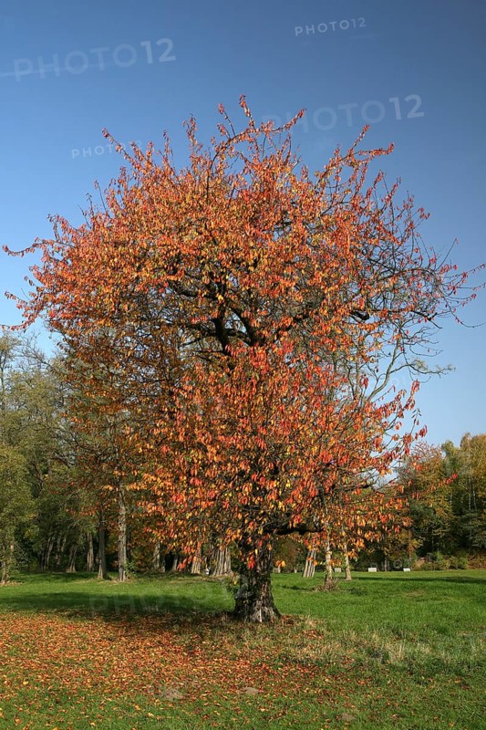 Autumn in the recreation area at Decksteiner Weiher lake