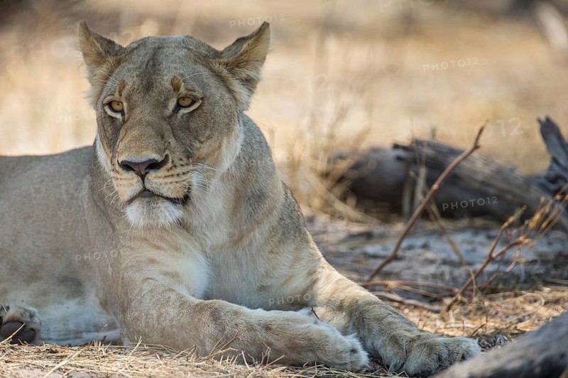 Lion (Panthera leo)