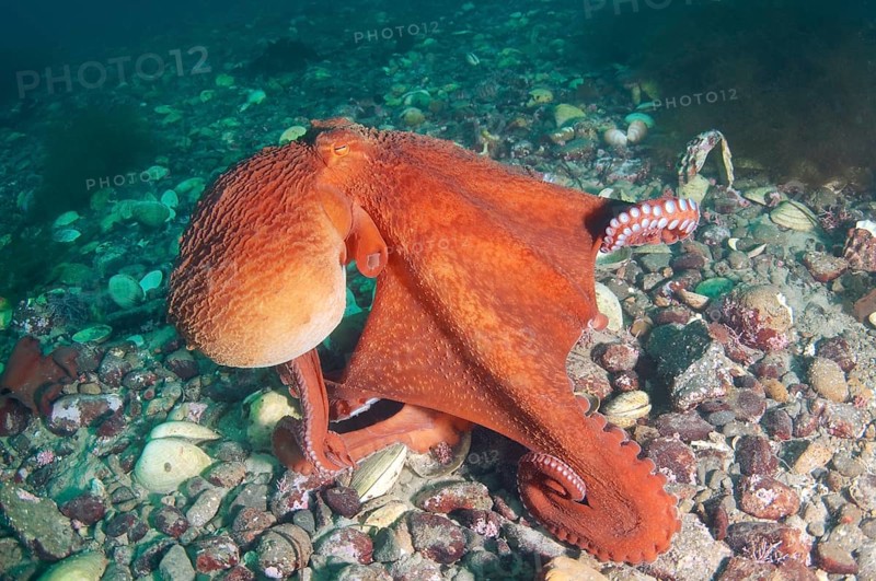 Giant Pacific octopus or North Pacific giant octopus (Enteroctopus dofleini)