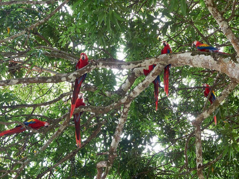 Scarlet Macaws (Ara macao)