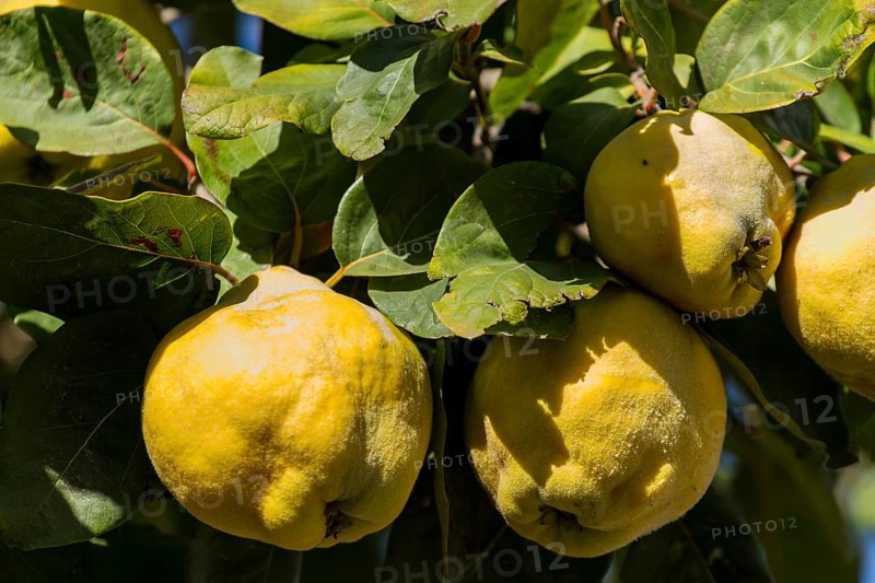Quince (Cydonia oblonga) on the tree